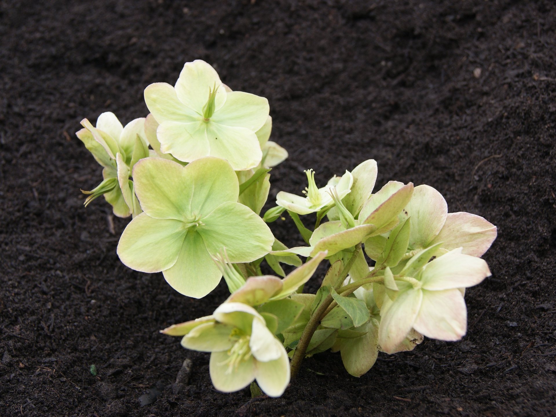 Eine Blume in der Erde 