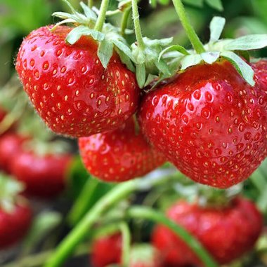 Kräftig rote Erdbeeren